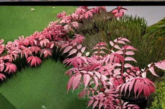 Chinese Toon Tree Seeds – Toona sinensis, Edible Foliage Ornamental Deciduous Tree, Pink New Growth