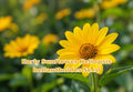 100 Seeds Solidago speciosa Showy Goldenrod Perennial Wildflower Seeds for Pollinator Gardens and Butterfly Attraction