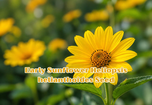 100 Seeds Solidago speciosa Showy Goldenrod Perennial Wildflower Seeds for Pollinator Gardens and Butterfly Attraction