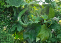Painted Serpent Cucumber Seeds – Heirloom Non-GMO Long Striped Asian Vegetable Seeds for Garden Planting