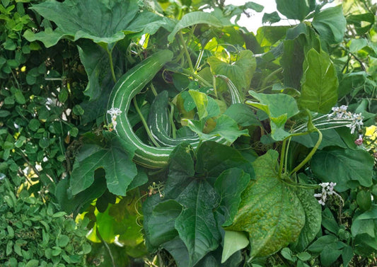 Painted Serpent Cucumber Seeds – Heirloom Non-GMO Long Striped Asian Vegetable Seeds for Garden Planting