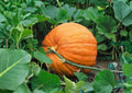 Big Max Pumpkin Seeds – Heirloom Non-GMO Giant Orange Vegetable Seeds for Garden, Competition-Size Pumpkins, Cucurbita maxima