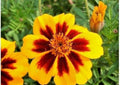 French Marigold Seeds - Naughty Marietta Dwarf Heirloom Flower Seeds for Borders, Containers, Pollinator Garden