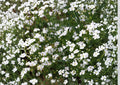 Baby's Breath Seeds, Gypsophila White Flower, Delicate Cloud-Like Blooms for Garden & Cut Flowers, 500+ Seeds