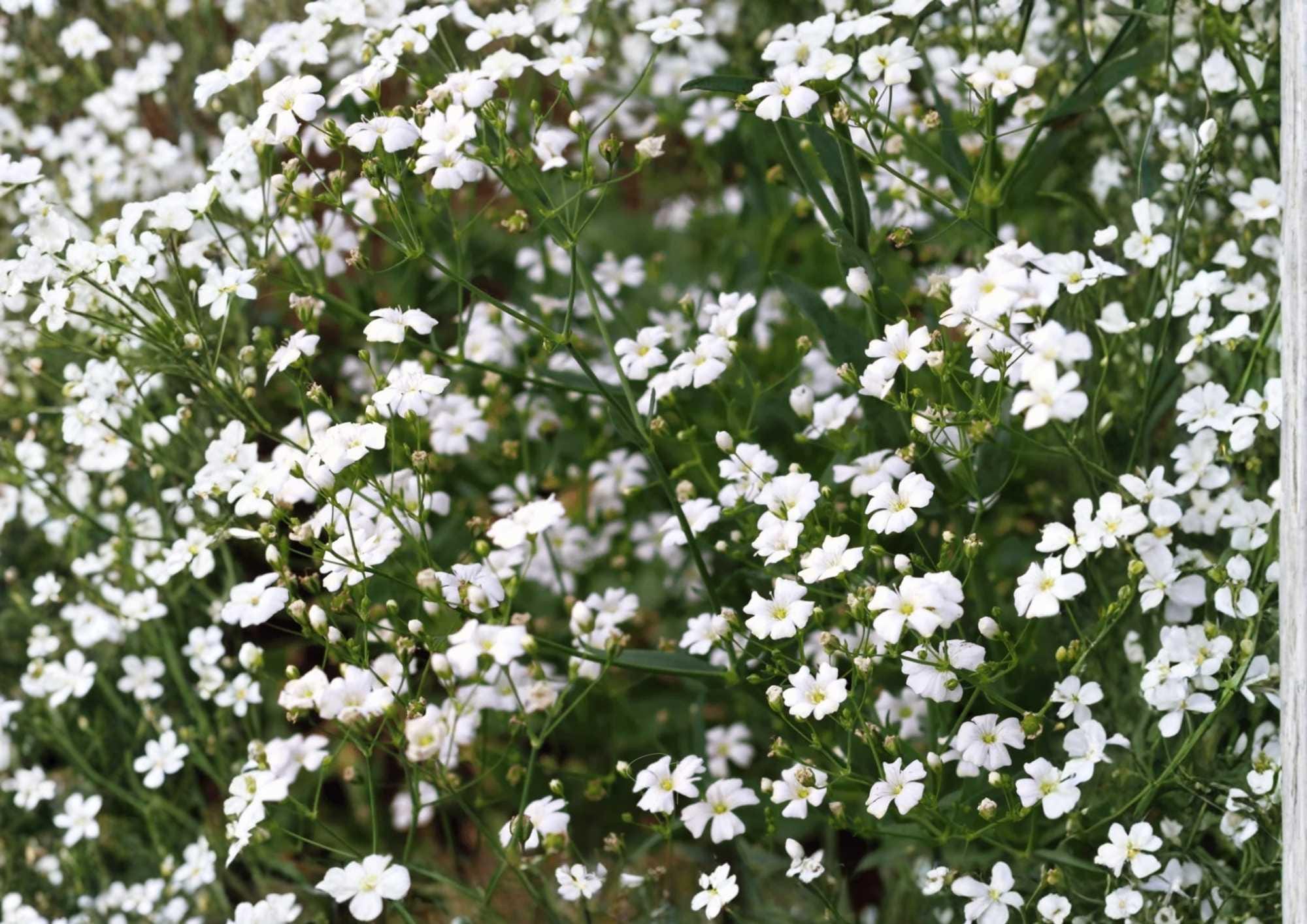 Baby's Breath Seeds, Gypsophila White Flower, Delicate Cloud-Like Blooms for Garden & Cut Flowers, 500+ Seeds