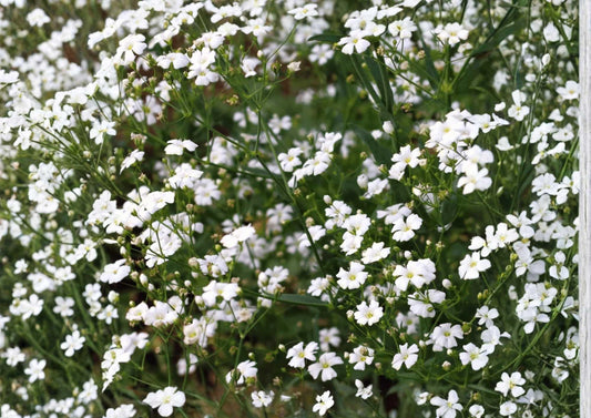 Baby's Breath Seeds, Gypsophila White Flower, Delicate Cloud-Like Blooms for Garden & Cut Flowers, 500+ Seeds