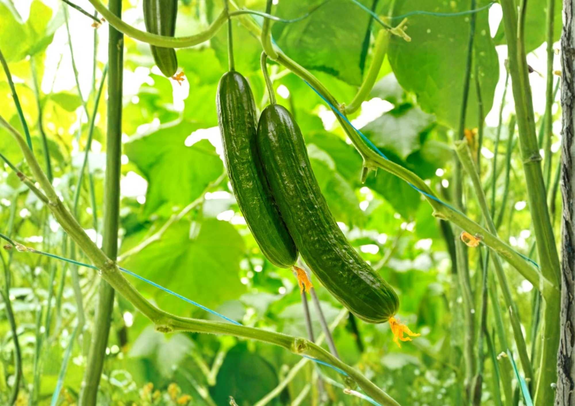 Marketmore 76 Cucumber Seeds, Heirloom Non-GMO, Dark Green Slicing Vegetable Seeds for Garden Planting