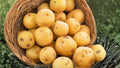 Kennebec Potato Seeds 5 Pounds – Solanum tuberosum, Edible Tuber Crop for Home Gardening and Outdoor Cultivation