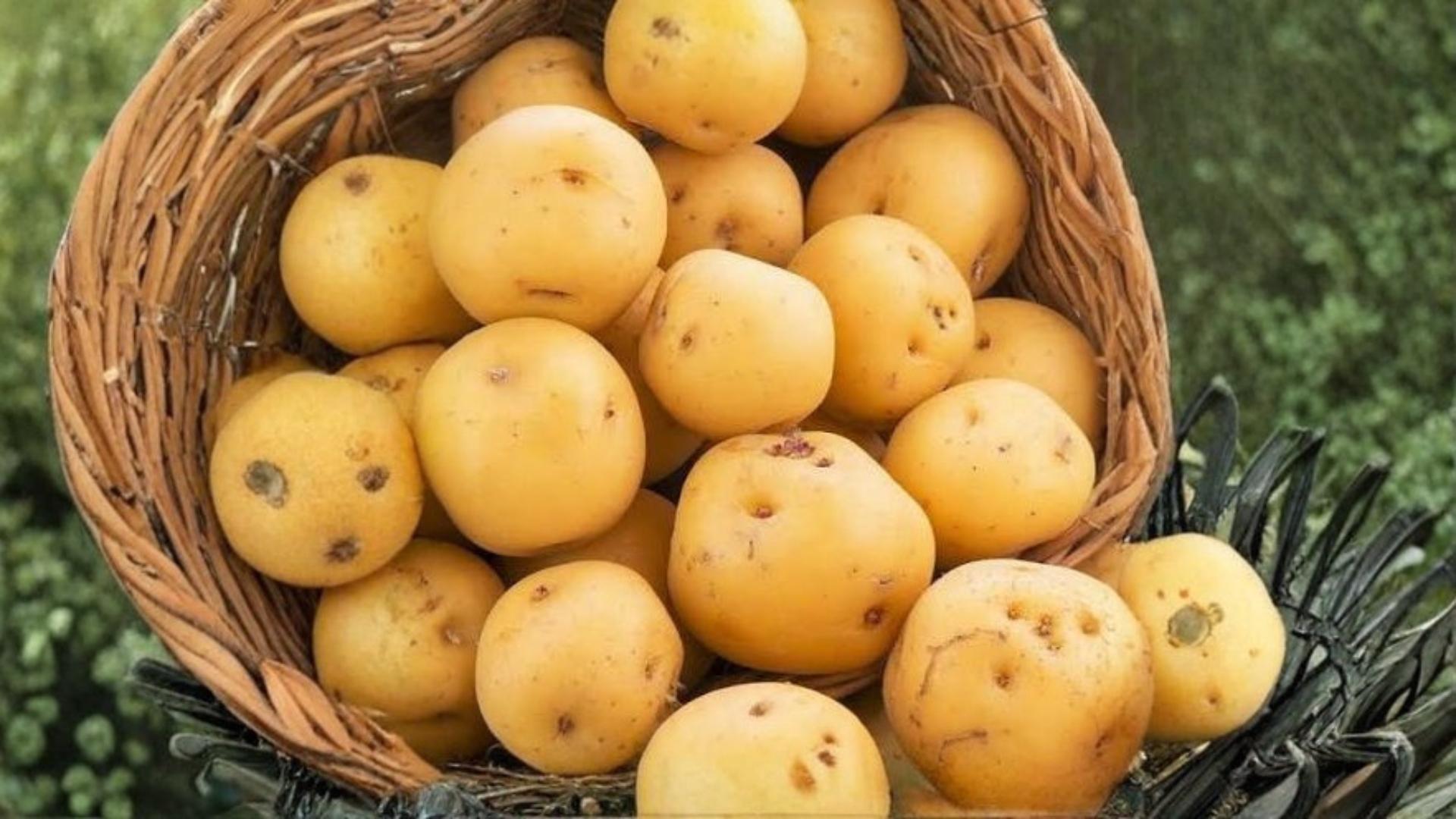 Kennebec Potato Seeds 5 Pounds – Solanum tuberosum, Edible Tuber Crop for Home Gardening and Outdoor Cultivation