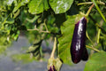Arrow Arum Seeds | Native Wetland Aquatic Plant | Peltandra virginica | Pond & Rain Garden Seeds
