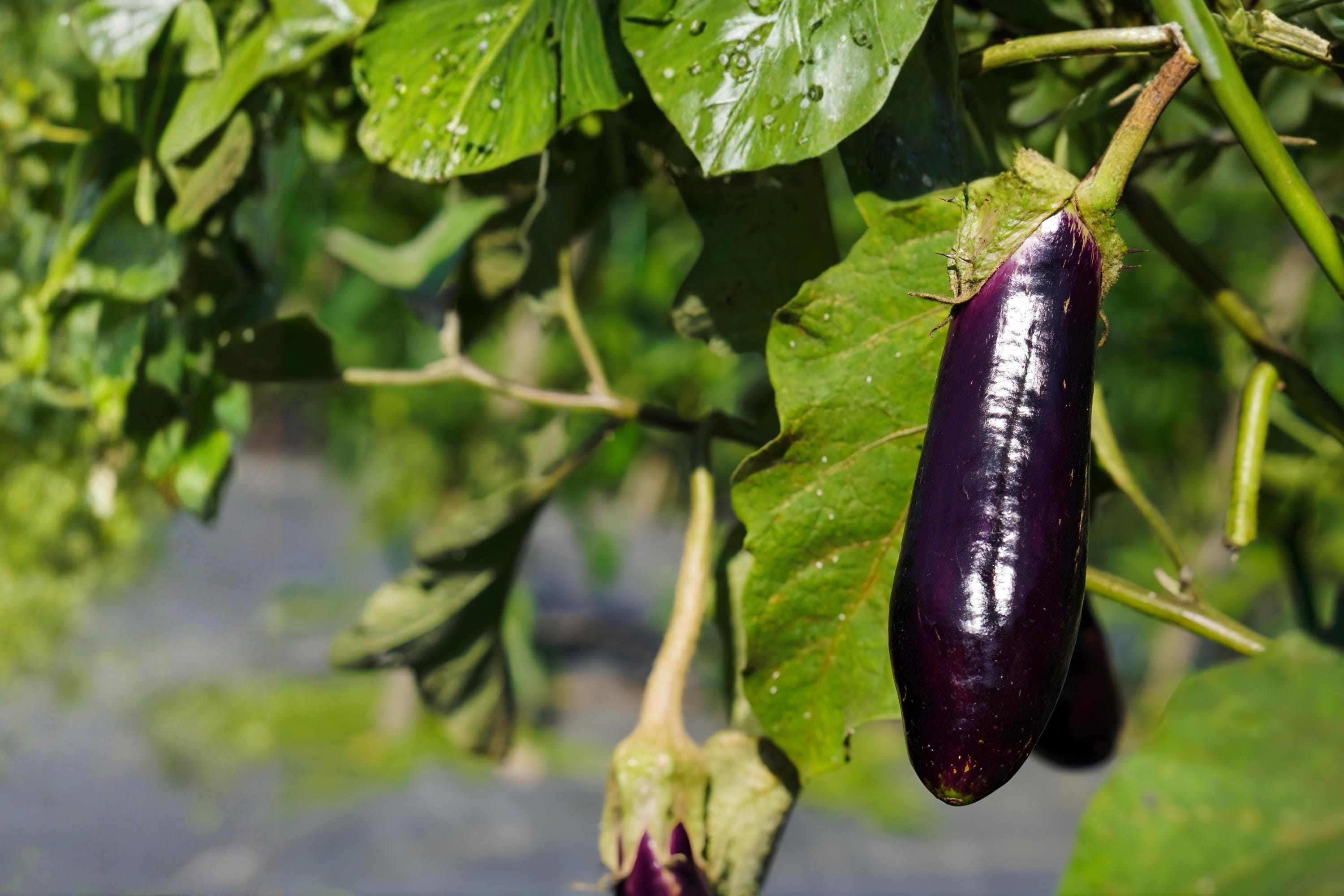 Arrow Arum Seeds | Native Wetland Aquatic Plant | Peltandra virginica | Pond & Rain Garden Seeds