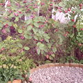 Serviceberry Live Plants – 2 Pack, 16–24 Inches, White Flowers & Summer Berries, Amelanchier arborea, Deciduous Shrub or Small Tree
