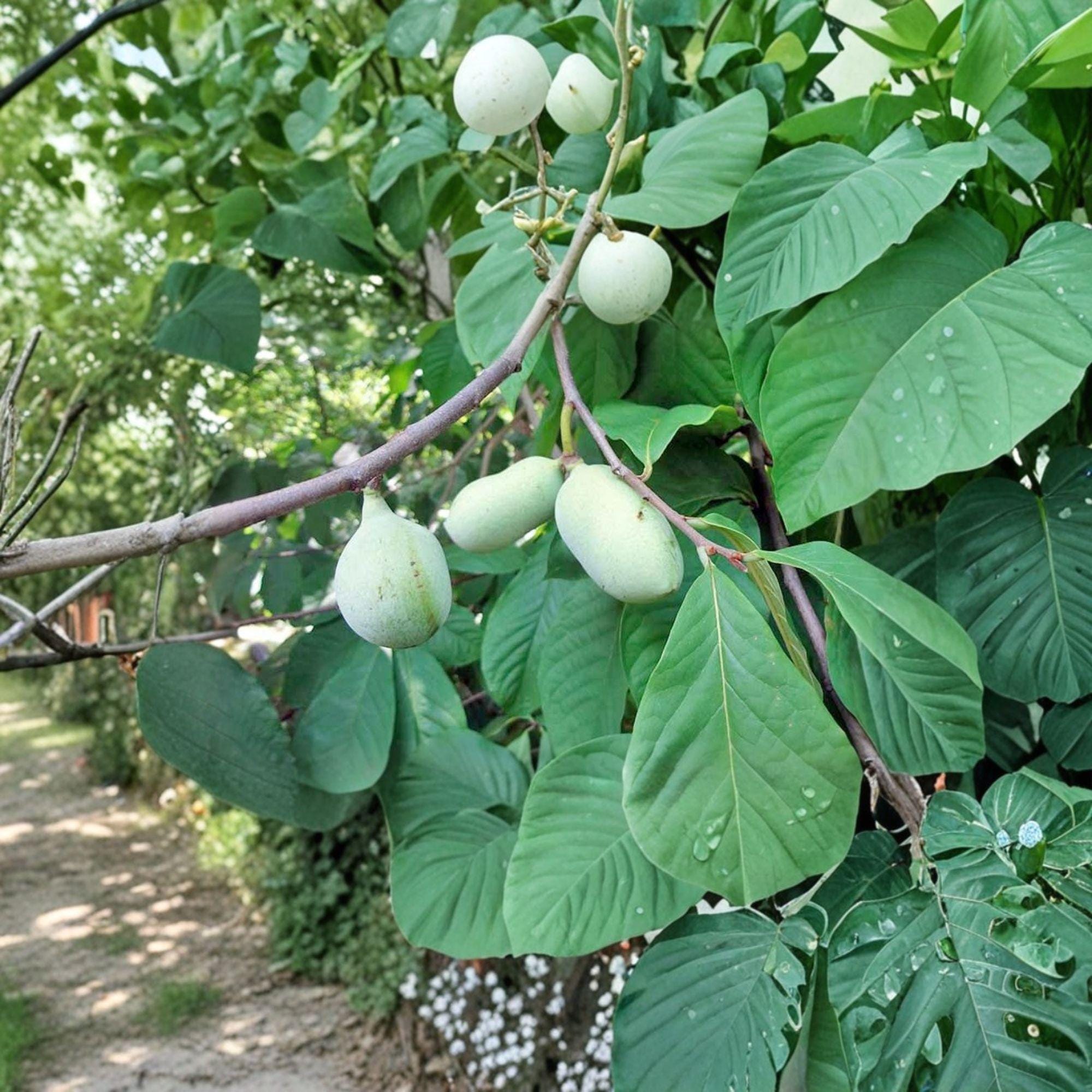 Paw Paw Live Plant | 8–12 Inches | Asimina triloba | Edible Native Fruit Tree