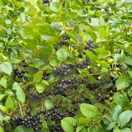 Black Chokeberry Cuttings 12 Unrooted Aronia melanocarpa Fruit Shrub for Propagation