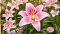 Sorbonne Oriental Lily Bulbs – Fragrant Pink and White Flowers – Lilium orientalis – Outdoor Garden Bulbs