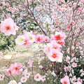 Toyo Nishiki Quince Live Plant – 6+ Inch Ornamental Shrub with Multicolor Flowers – Chaenomeles speciosa