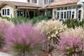Pink Muhly Grass Seeds – Muhlenbergia capillaris, Ornamental Perennial with Pink Flower Plumes, Drought Tolerant Landscape Grass