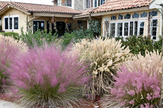 Pink Muhly Grass Seeds – Muhlenbergia capillaris, Ornamental Perennial with Pink Flower Plumes, Drought Tolerant Landscape Grass