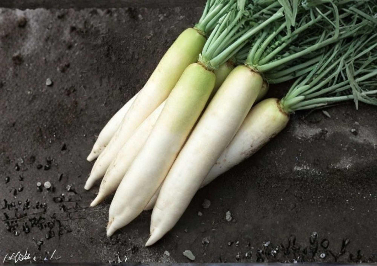 White Icicle Radish Seeds – Heirloom Organic Non-GMO Long White Roots for Garden, Salad, and Fresh Eating