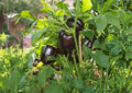 European Black Cherry Tomato Seeds, Heirloom, Dark Purple Red Juicy, High Yield, Gourmet Garden Vegetable Seeds