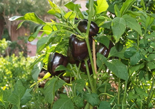 European Black Cherry Tomato Seeds, Heirloom, Dark Purple Red Juicy, High Yield, Gourmet Garden Vegetable Seeds