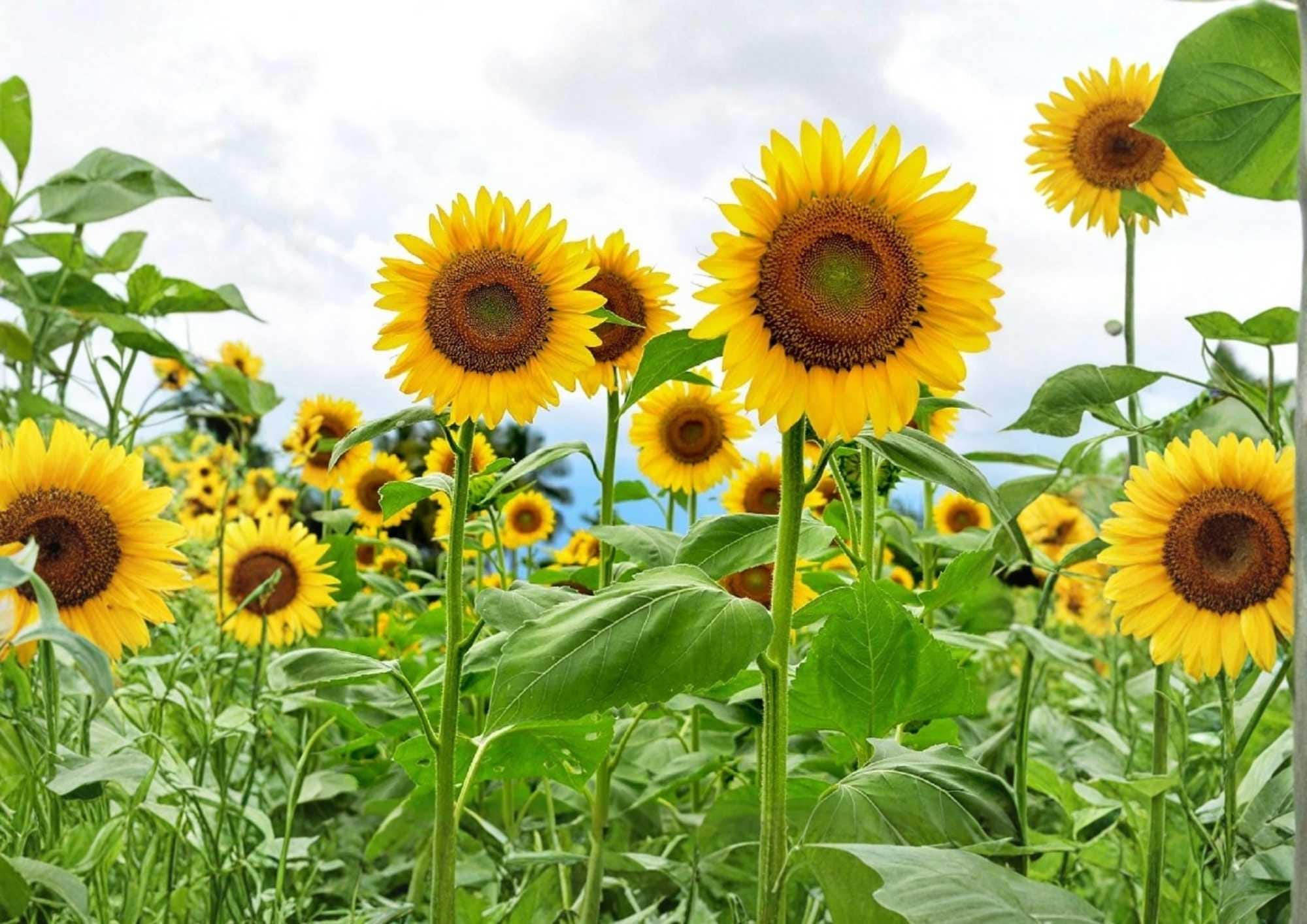 Skyscraper Sunflower Seeds, Heirloom Non-GMO, Tall Golden Blooms, Pollinator Friendly, Helianthus annuus, 25+ Pack