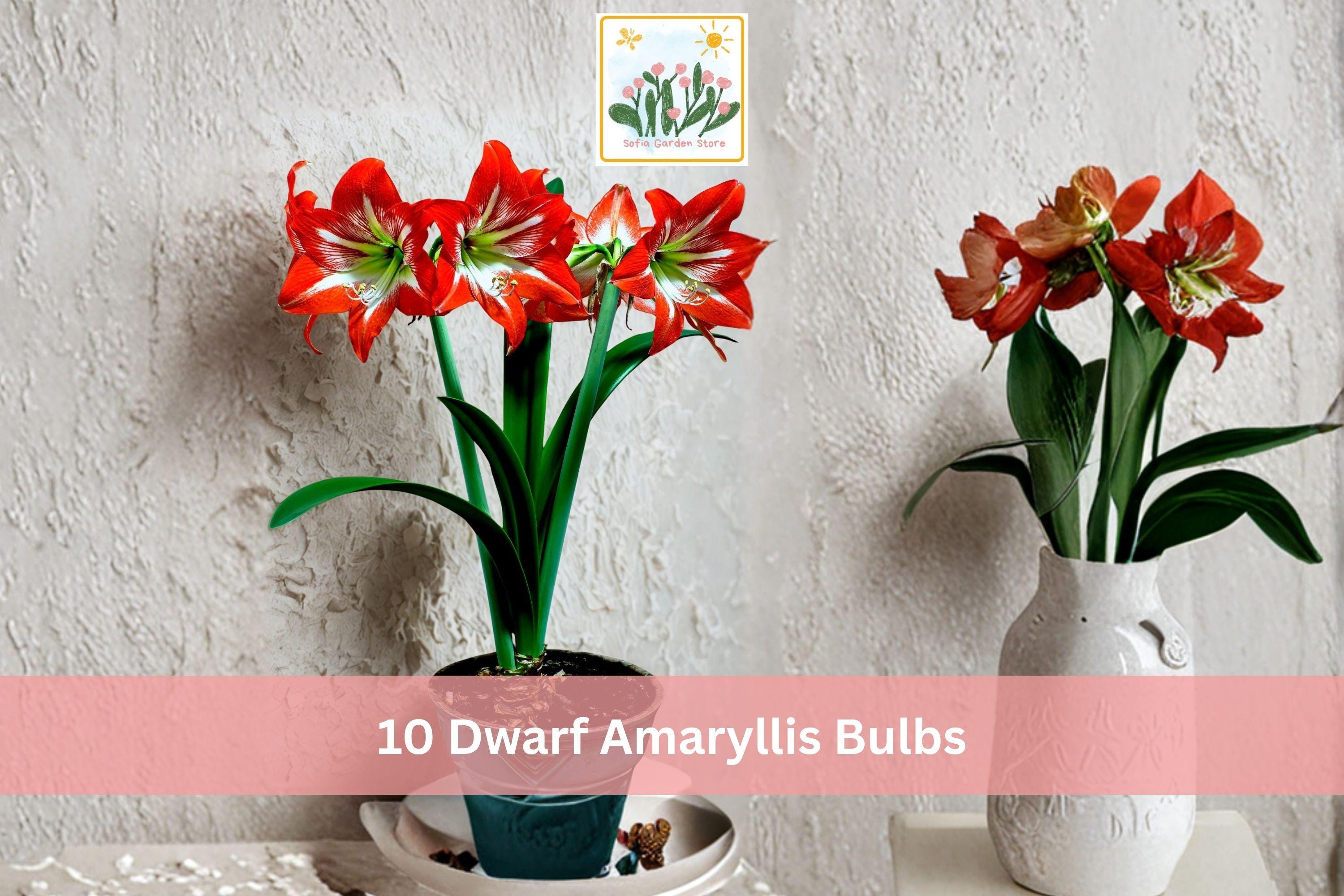 Dwarf Amaryllis Bulbs 10 Pack | Hippeastrum spp. Indoor Winter Flowering Bulbs | Bright Colorful Blooms