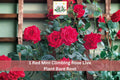 Red Mini Climbing Rose Bare Root Plant – 1-2 Ft, Vibrant Red Double Blooms, Climbing Rose, Rosa spp. Outdoor Garden Vine