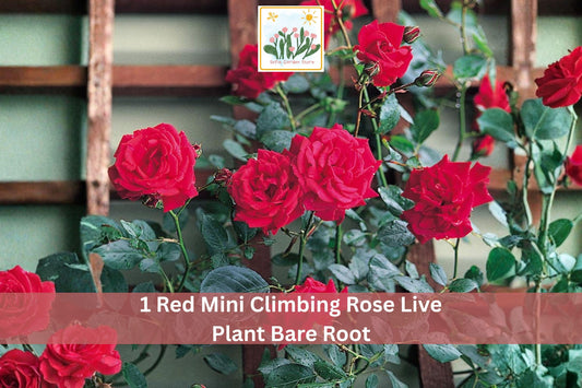 Red Mini Climbing Rose Bare Root Plant – 1-2 Ft, Vibrant Red Double Blooms, Climbing Rose, Rosa spp. Outdoor Garden Vine