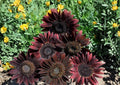 50+ Organic Heirloom Chocolate Cherry Sunflower Seeds – Non-GMO Pollinator Garden Flower Seeds