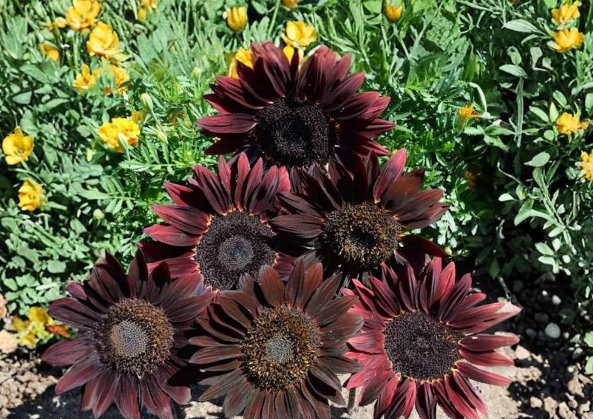 50+ Organic Heirloom Chocolate Cherry Sunflower Seeds – Non-GMO Pollinator Garden Flower Seeds