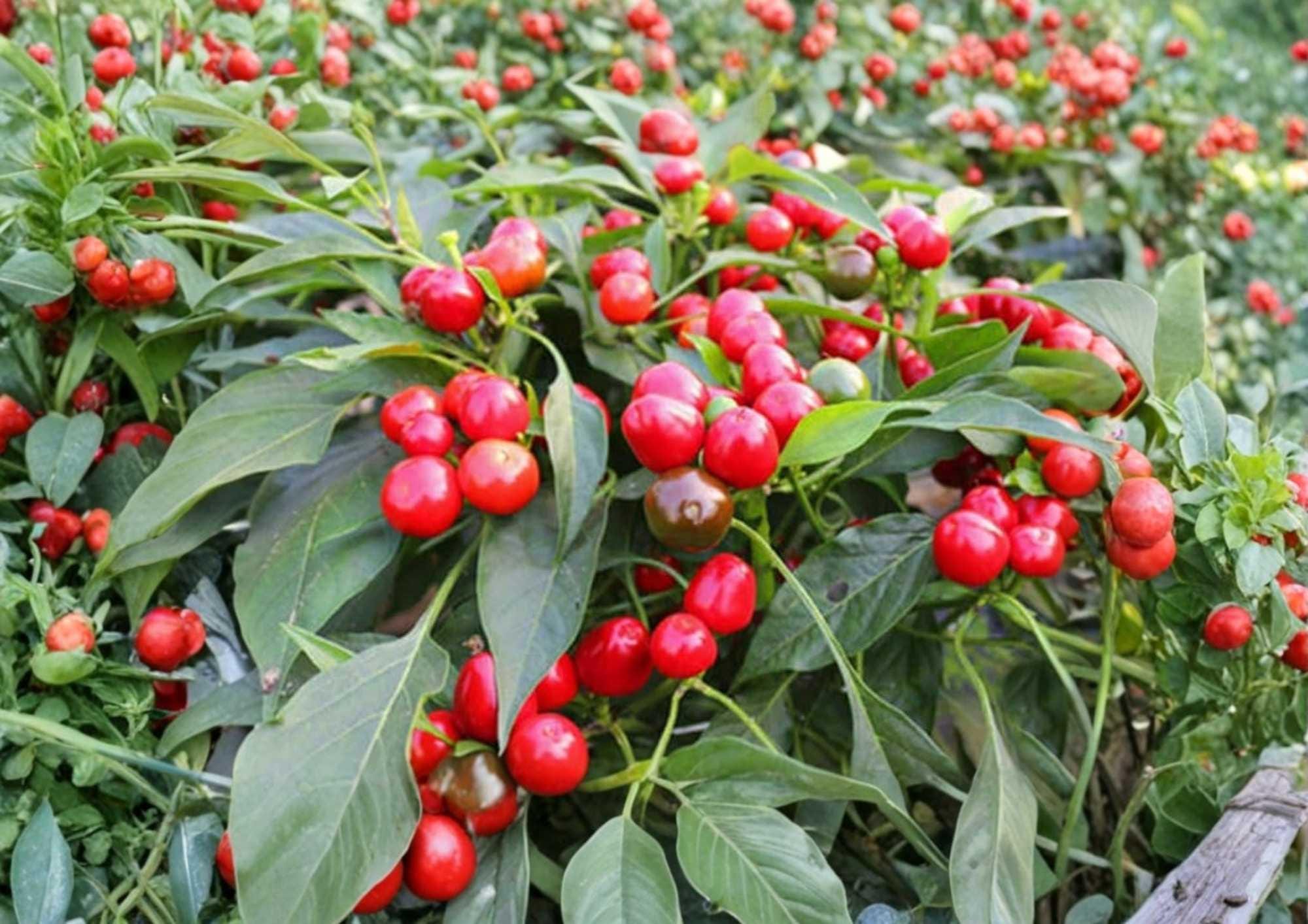 Large Red Cherry Hot Pepper Seeds, Thick-Walled, Medium-Heat Chili, Capsicum annuum, 3000-5000 Scoville