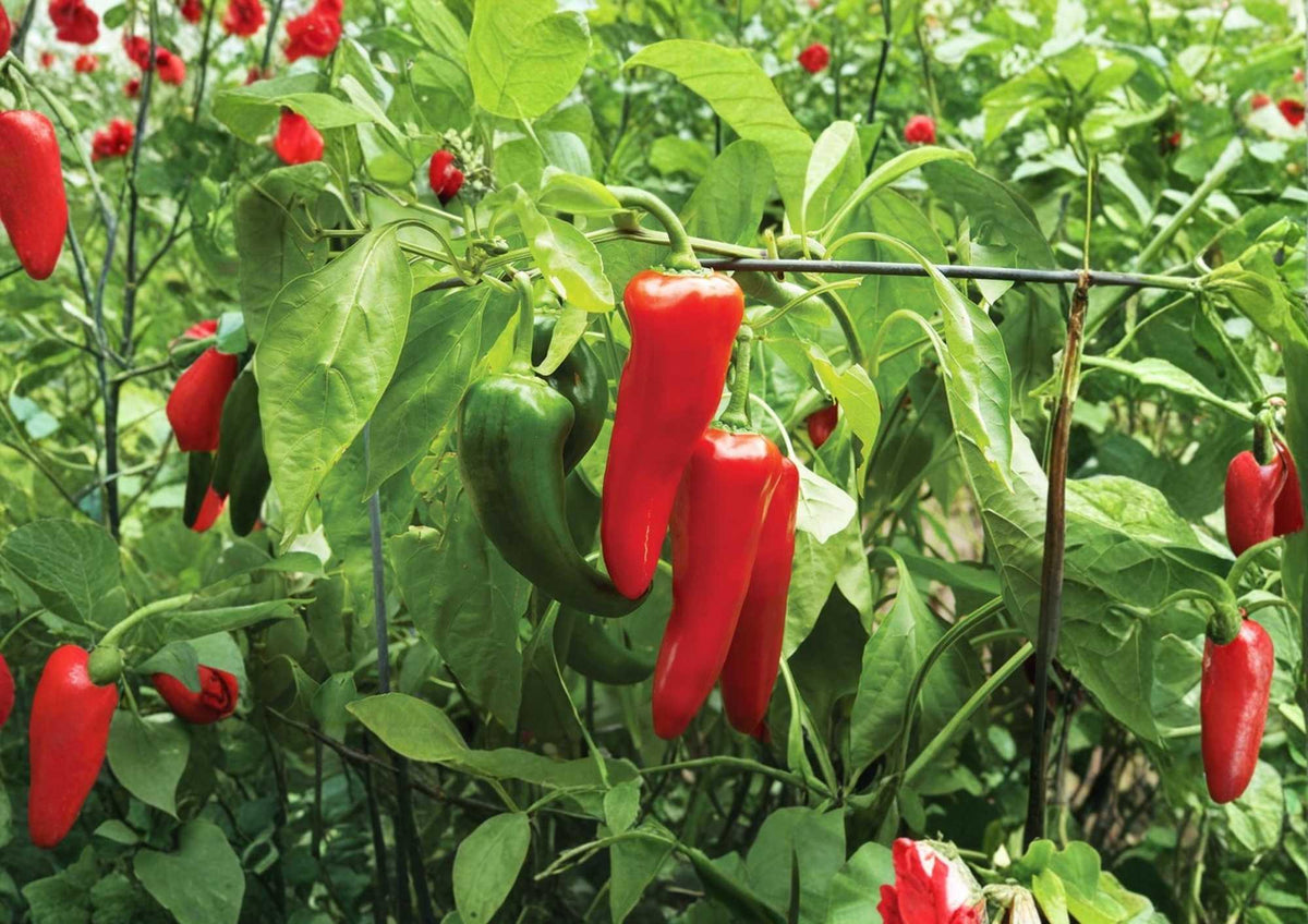 100+ TAM Jalapeno Pepper Seeds – Heirloom Non-GMO Chili Seeds for Garden, Green to Red, Thick-Walled, High Yield, Mild Spicy, Capsicum annuum