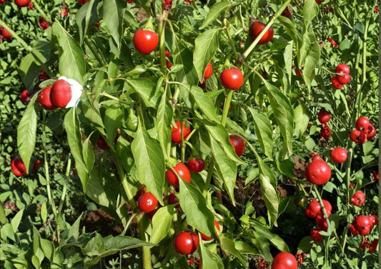 Red Cherry Pimenta Pepper Seeds – Heirloom Organic Non-GMO Chili Seeds for Garden, Grow Colorful, Flavorful Round Hot & Sweet Peppers