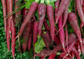 Black Nebula Carrot Seeds – Heirloom Organic Non-GMO Deep Purple Roots for Garden, Salad, and Cooking