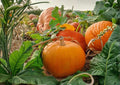 30+ Jack Be Little Pumpkin Seeds - Organic Heirloom Non-GMO Vegetable Seeds for Miniature Orange Decorative and Edible Pumpkins
