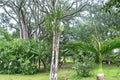 Bottle Palm Seeds – Hyophorbe lagenicaulis Tropical Ornamental Palm Tree for Landscaping & Containers