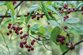 Juneberry Seeds – Amelanchier lamarckii, Edible Berries, Ornamental Shrub, Fruit Tree, Serviceberry, Native Plant