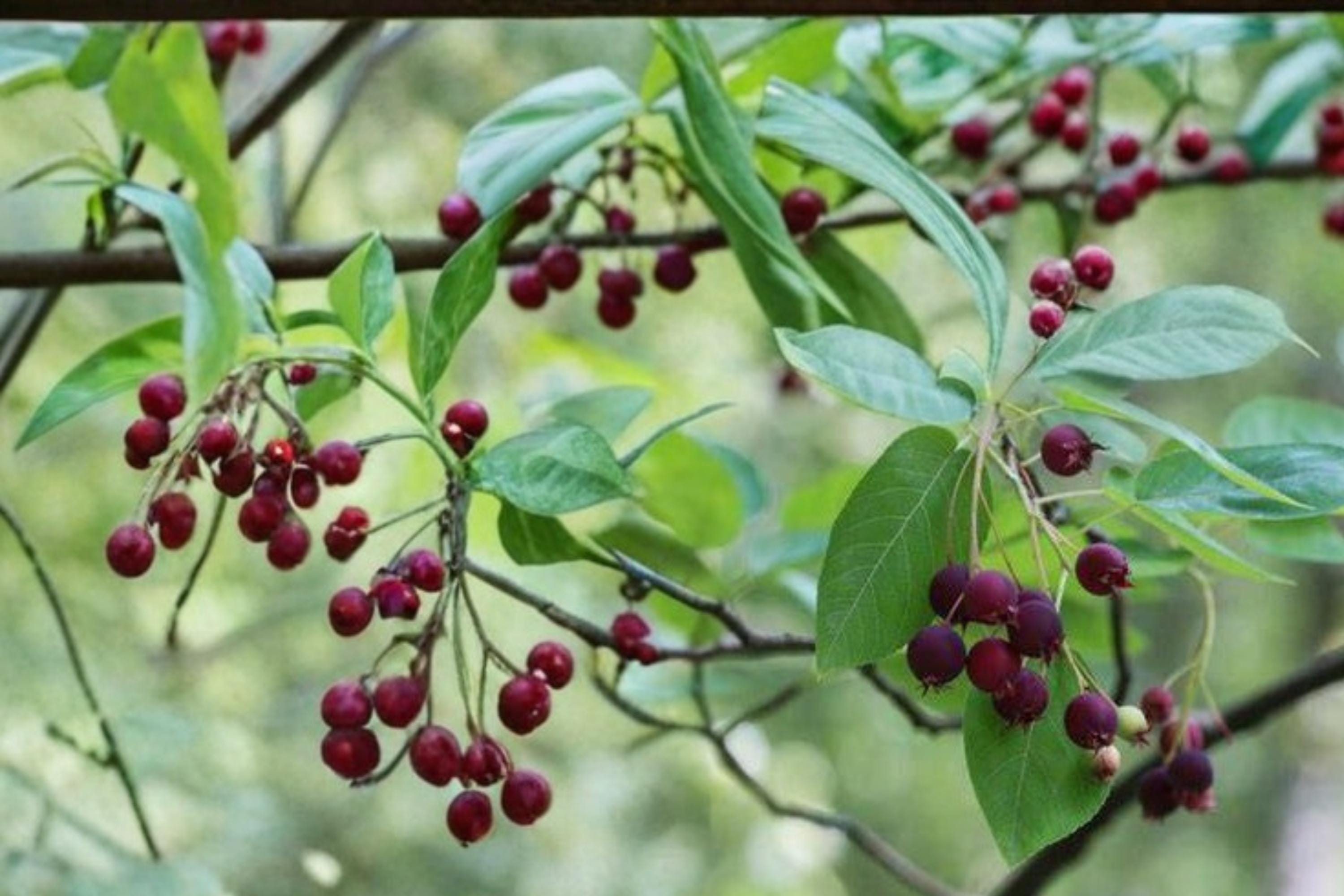 Juneberry Seeds – Amelanchier lamarckii, Edible Berries, Ornamental Shrub, Fruit Tree, Serviceberry, Native Plant