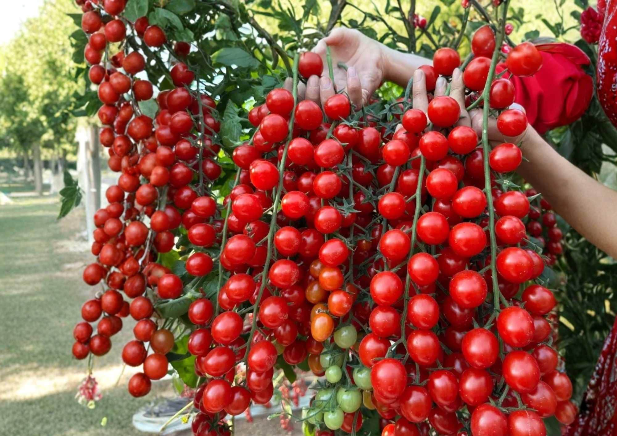 Sugar Bomb Cherry Tomato Seeds - Heirloom Non-GMO Vegetable Seeds for Garden Planting, High-Yield Red Cherry Tomato (Solanum lycopersicum)