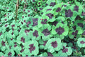Iron Cross Shamrock Bulbs – Oxalis tetraphylla, Perennial Bulb with Four-Part Patterned Leaves and Pink Flowers