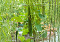 50+ Southern Delight Japanese Cucumber Seeds, High Yield, Long, Crisp, Burpless, Mild Sweet Flavor, Vegetable Seeds for Garden Planting