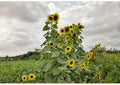 Mammoth Grey Stripe Sunflower Seeds | Giant Tall Flower Seeds for Garden, Pollinator Friendly, Heirloom Variety
