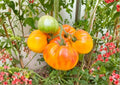 Pineapple Tomato Seeds, Heirloom Non-GMO, Large Yellow-Red Beefsteak, Solanum lycopersicum