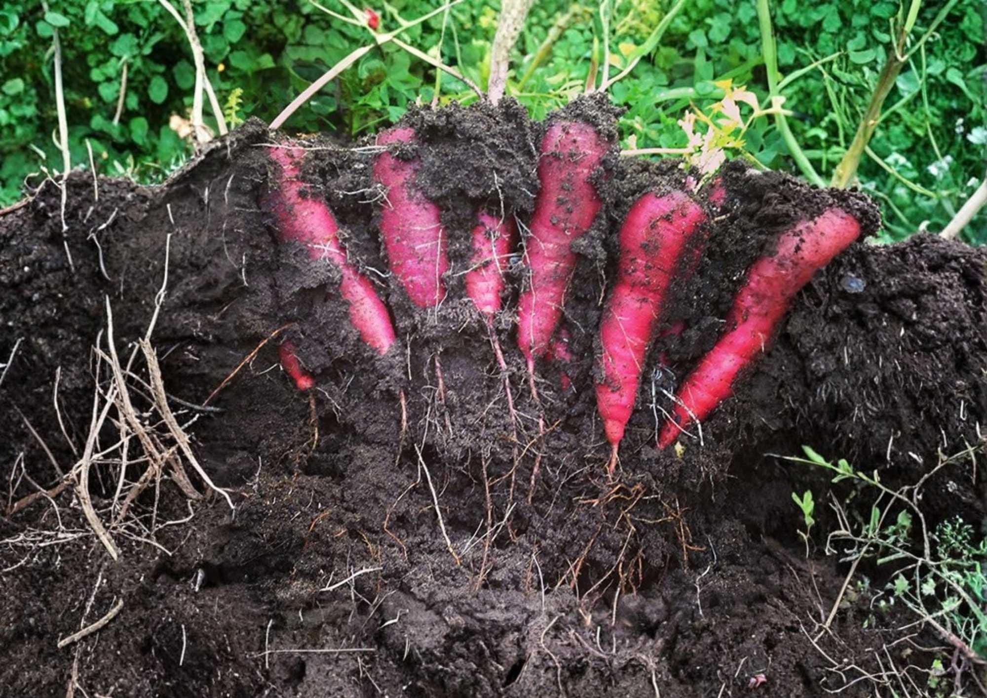Black Nebula Carrot Seeds – Heirloom Organic Non-GMO Deep Purple Vegetable Seeds for Garden, High Yield, Sweet Crisp Roots