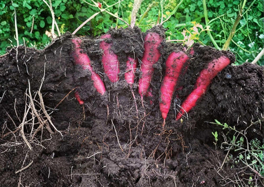 Black Nebula Carrot Seeds – Heirloom Organic Non-GMO Deep Purple Vegetable Seeds for Garden, High Yield, Sweet Crisp Roots