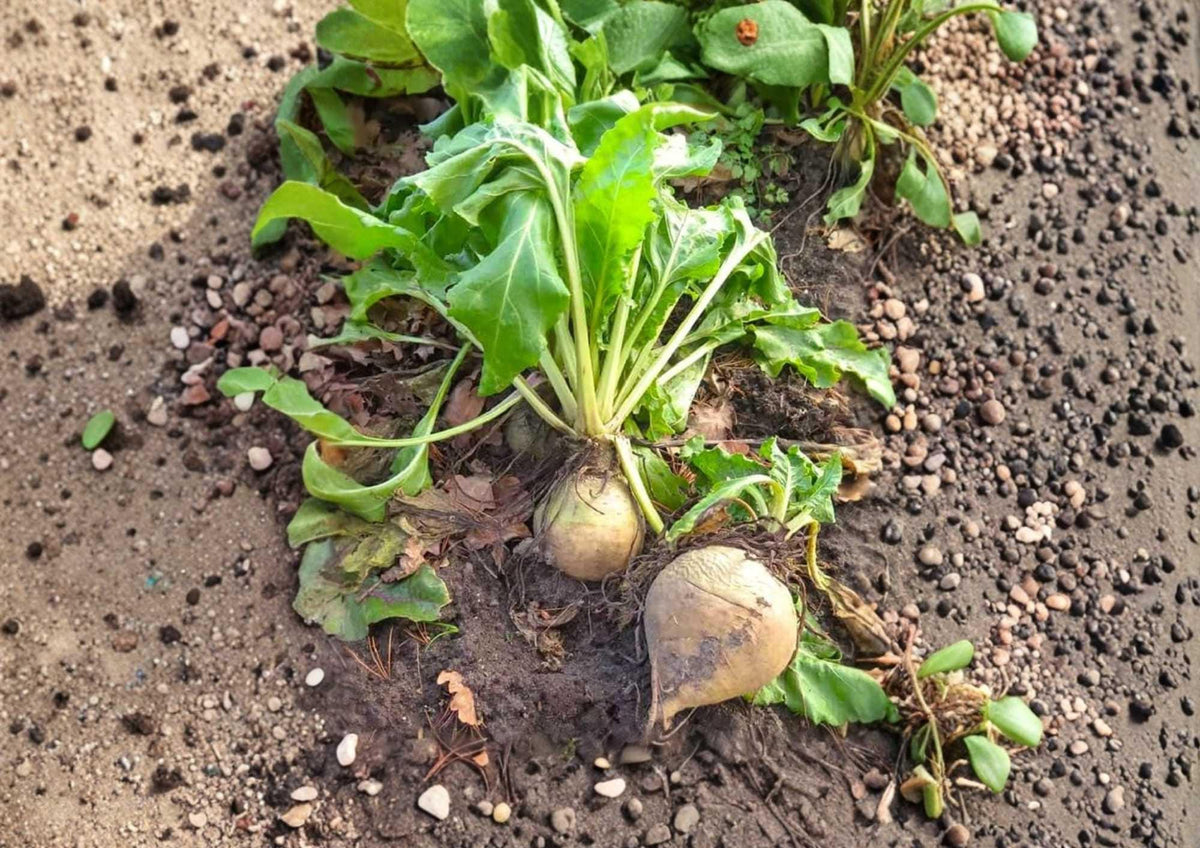 White Albino Beet Seeds – Heirloom Organic Non-GMO Vegetable Seeds for Garden Planting, Sweet Mild White Roots, High Yield