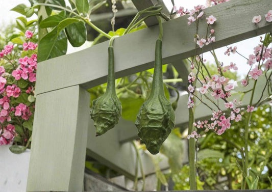 Small Ornamental Gourd Seeds Mix – Heirloom Non-GMO Decorative Mini Gourds for Fall Garden, Crafting & Autumn Decor
