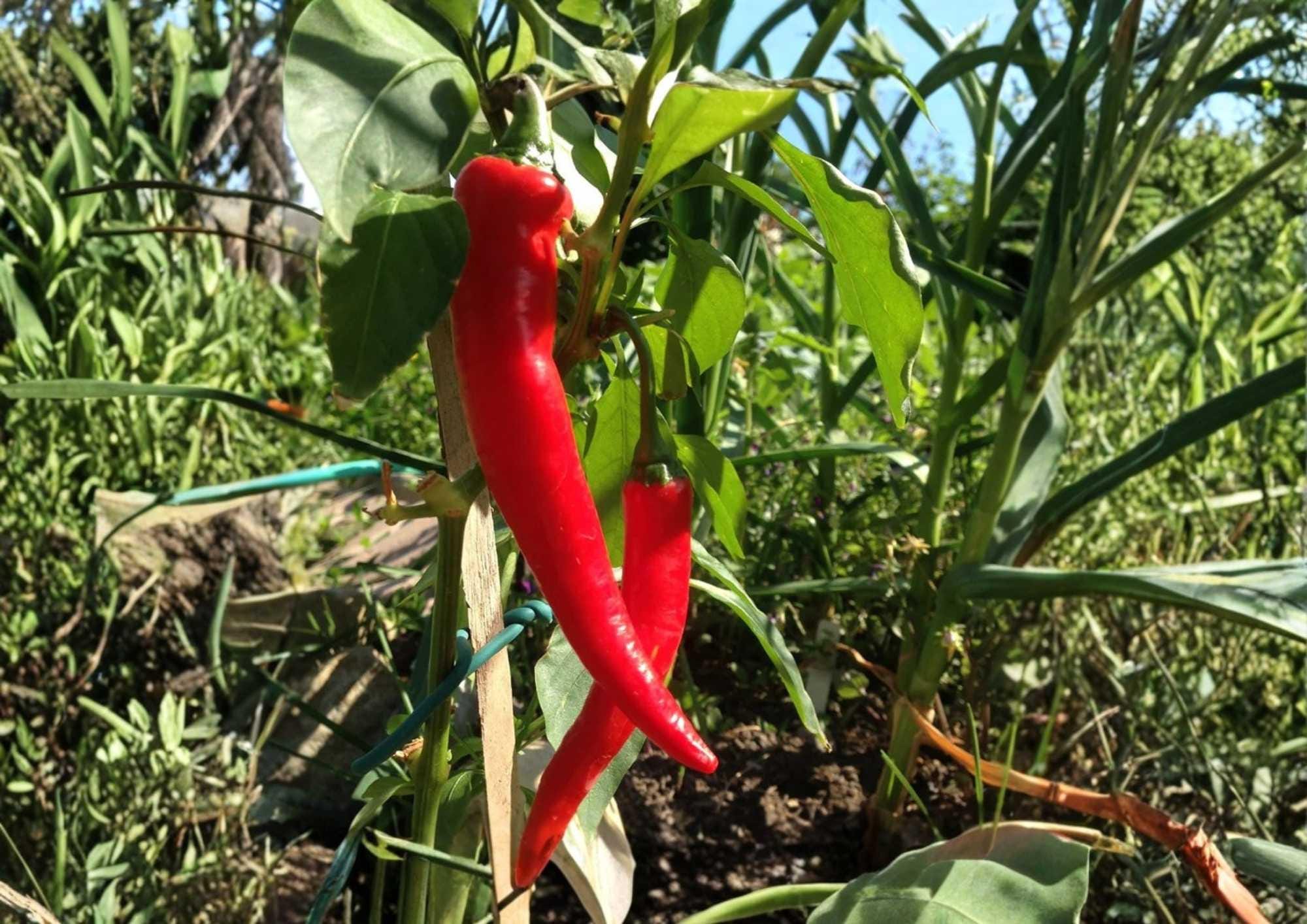 Cayenne Pepper Seeds – Large Red Thick-Walled Heirloom Hot Chili Seeds for Garden, Drying, Cooking, and Spicing