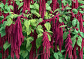 Love Lies Bleeding Amaranthus Seeds – Drought Tolerant, Long Red Hanging Tassel Flowers for Garden, Dried Arrangements, Ornamental Planting